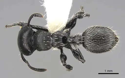 Procryptocerus impressus specimen CASENT0922623 image casent0922623_1