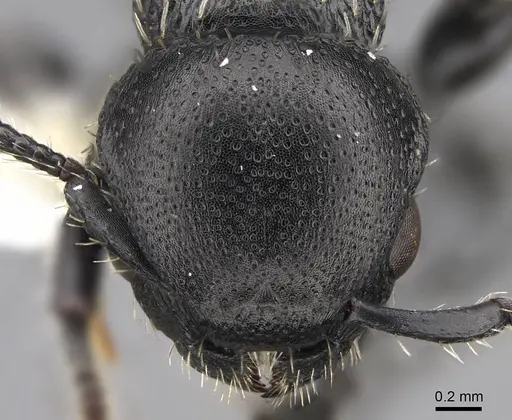 Procryptocerus impressus specimen CASENT0922623 image casent0922623_2