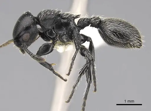 Procryptocerus impressus specimen CASENT0922623 image casent0922623_3