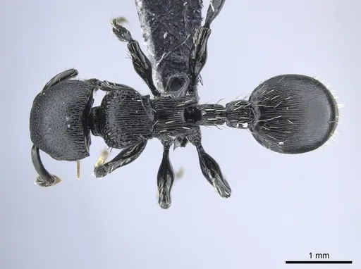 Procryptocerus kempfi specimen INB0003657457 image inb0003657457_1