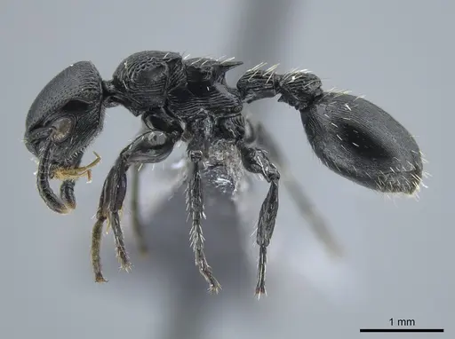 Procryptocerus kempfi specimen INB0003657457 image inb0003657457_3