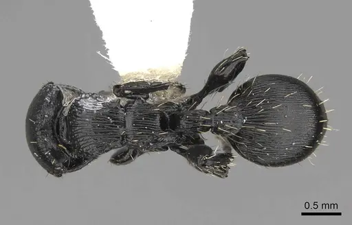 Procryptocerus kempfi specimen LACMENT141595 image lacment141595_1
