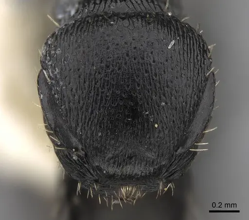 Procryptocerus kempfi specimen LACMENT141595 image lacment141595_2