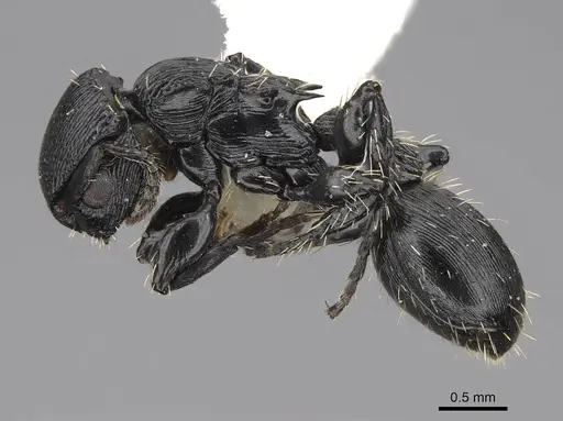 Procryptocerus kempfi specimen LACMENT141595 image lacment141595_3