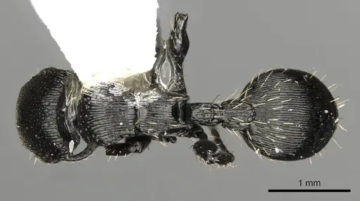 Procryptocerus kempfi specimen LACMENT141601 image lacment141601_1
