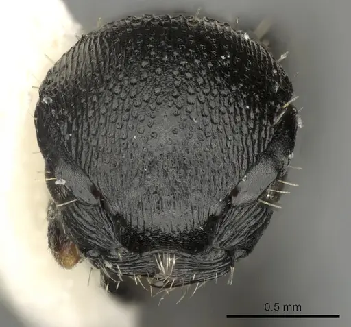 Procryptocerus kempfi specimen LACMENT141601 image lacment141601_2
