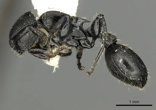 Procryptocerus kempfi specimen LACMENT141601 image lacment141601_3