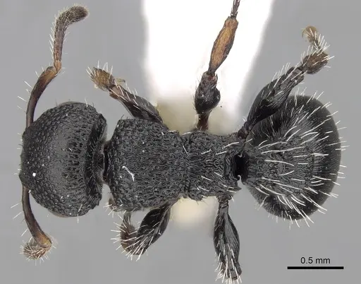Procryptocerus lepidus specimen CASENT0280788 image casent0280788_1