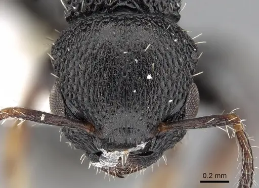 Procryptocerus lepidus specimen CASENT0280788 image casent0280788_2