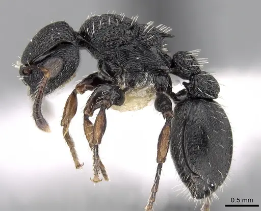 Procryptocerus lepidus specimen CASENT0280788 image casent0280788_3