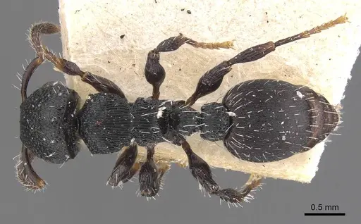 Procryptocerus lepidus specimen CASENT0909258 image casent0909258_1