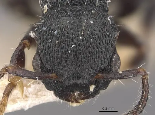 Procryptocerus lepidus specimen CASENT0909258 image casent0909258_2