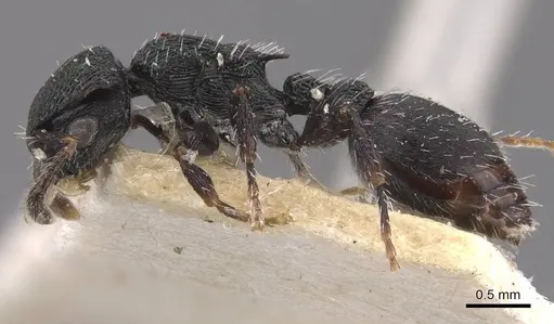 Procryptocerus lepidus specimen CASENT0909258 image casent0909258_3