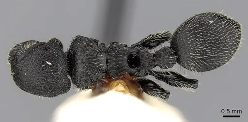 Procryptocerus marginatus specimen CASENT0280786 image casent0280786_1