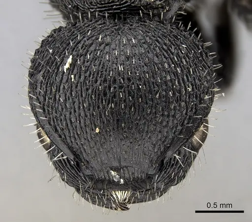 Procryptocerus marginatus specimen CASENT0280786 image casent0280786_2
