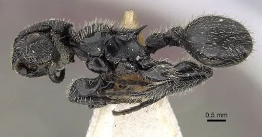 Procryptocerus marginatus specimen CASENT0280786 image casent0280786_3