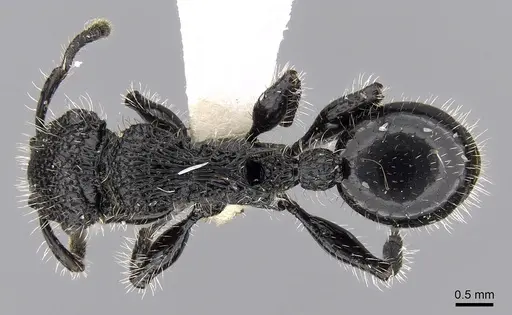 Procryptocerus mayri specimen CASENT0280783 image casent0280783_1
