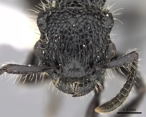 Procryptocerus mayri specimen CASENT0280783 image casent0280783_2