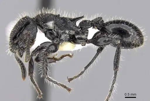 Procryptocerus mayri specimen CASENT0280783 image casent0280783_3
