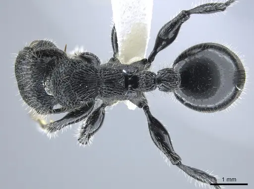 Procryptocerus mayri specimen CASENT0631795 image casent0631795_1