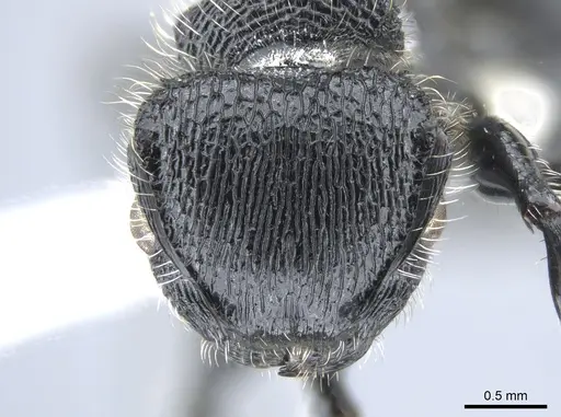 Procryptocerus mayri specimen CASENT0631795 image casent0631795_2