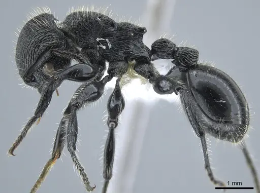 Procryptocerus mayri specimen CASENT0631795 image casent0631795_3