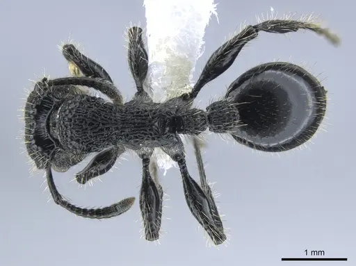 Procryptocerus mayri specimen CASENT0648621 image casent0648621_1