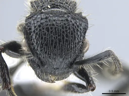 Procryptocerus mayri specimen CASENT0648621 image casent0648621_2