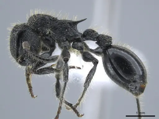 Procryptocerus mayri specimen CASENT0648621 image casent0648621_3