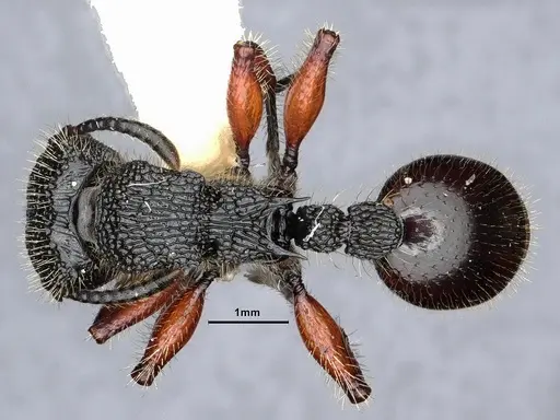 Procryptocerus mayri specimen CASENT0884224 image casent0884224_1