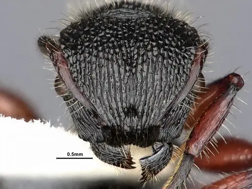 Procryptocerus mayri specimen CASENT0884224 image casent0884224_2