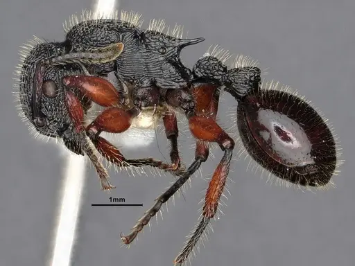 Procryptocerus mayri specimen CASENT0884224 image casent0884224_3