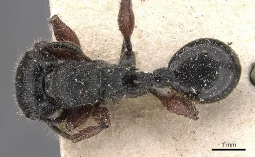 Procryptocerus mayri specimen CASENT0909249 image casent0909249_1