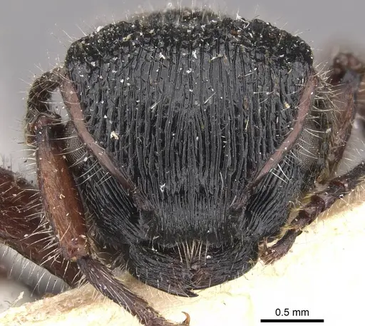 Procryptocerus mayri specimen CASENT0909249 image casent0909249_2