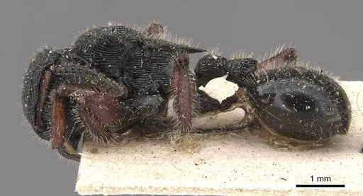 Procryptocerus mayri specimen CASENT0909249 image casent0909249_3