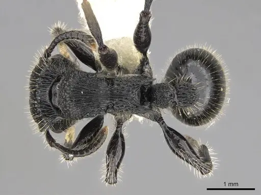 Procryptocerus mayri specimen CASENT0922621 image casent0922621_1