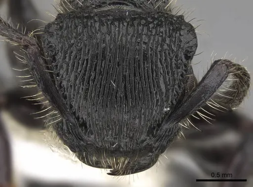 Procryptocerus mayri specimen CASENT0922621 image casent0922621_2
