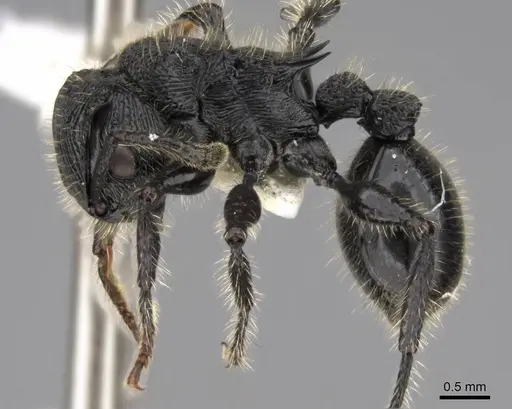 Procryptocerus mayri specimen CASENT0922621 image casent0922621_3