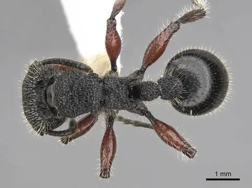 Procryptocerus mayri specimen CASENT0922622 image casent0922622_1