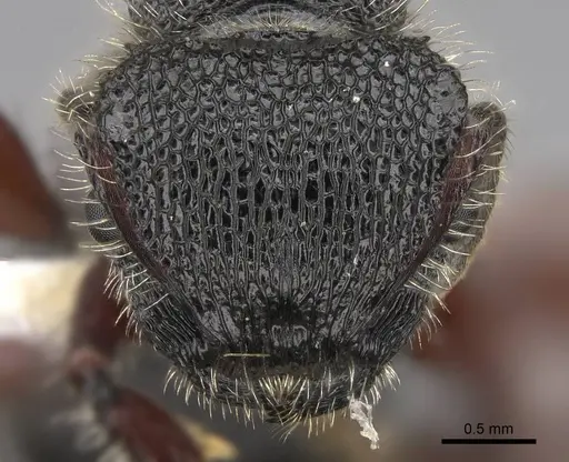 Procryptocerus mayri specimen CASENT0922622 image casent0922622_2