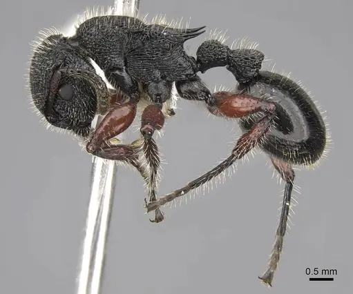 Procryptocerus mayri specimen CASENT0922622 image casent0922622_3