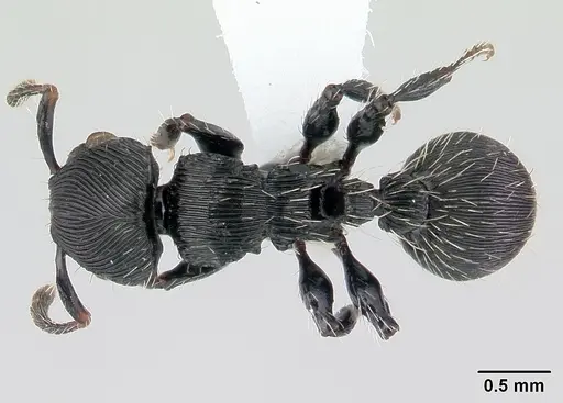 Procryptocerus montanus specimen CASENT0178096 image casent0178096_1