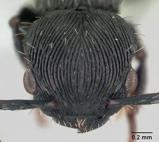 Procryptocerus montanus specimen CASENT0178096 image casent0178096_2