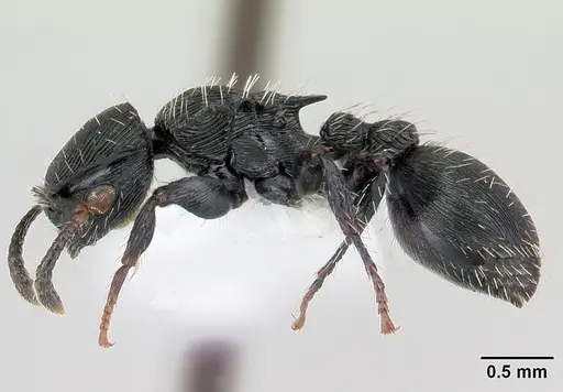 Procryptocerus montanus specimen CASENT0178096 image casent0178096_3