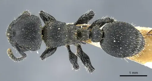 Procryptocerus montanus specimen CASENT0905906 image casent0905906_1