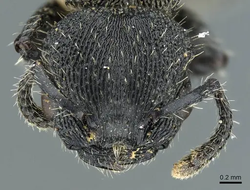Procryptocerus montanus specimen CASENT0905906 image casent0905906_2