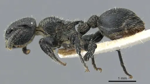 Procryptocerus montanus specimen CASENT0905906 image casent0905906_3