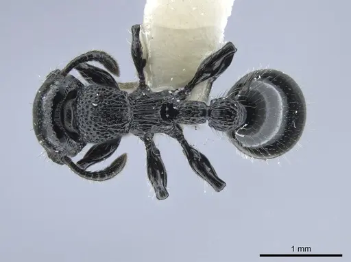 Procryptocerus nalini specimen CASENT0651707 image casent0651707_1