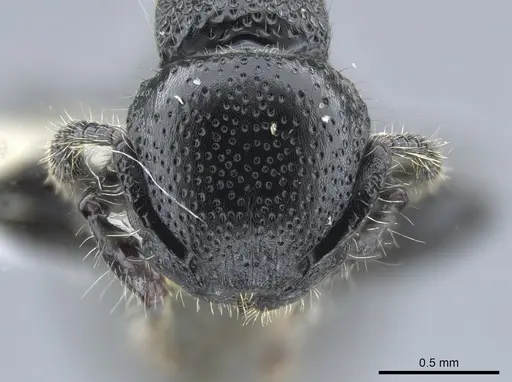 Procryptocerus nalini specimen CASENT0651707 image casent0651707_2