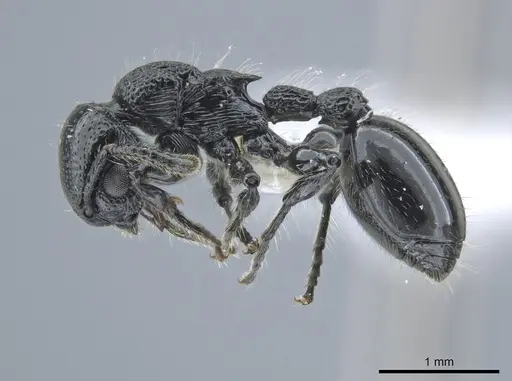 Procryptocerus nalini specimen CASENT0651707 image casent0651707_3